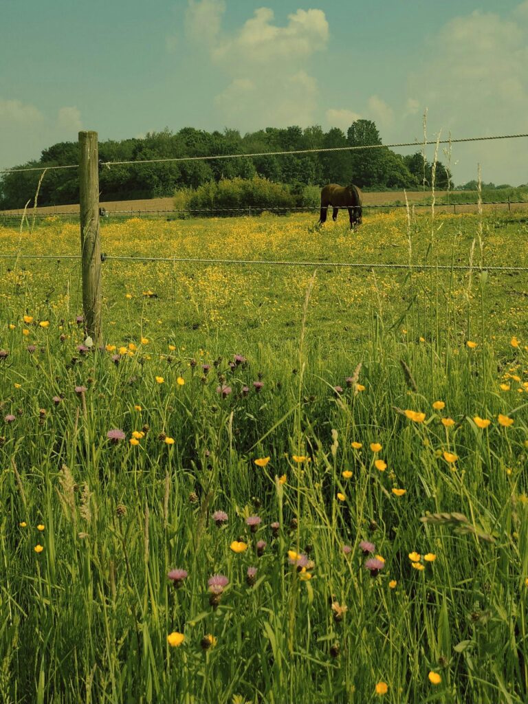 Scenic view of a horse grazing in a vibrant countryside pasture filled with wildflowers and sunlight.