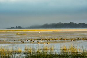 Tranquil view of wetlands with birds during early morning mist and calm waters.