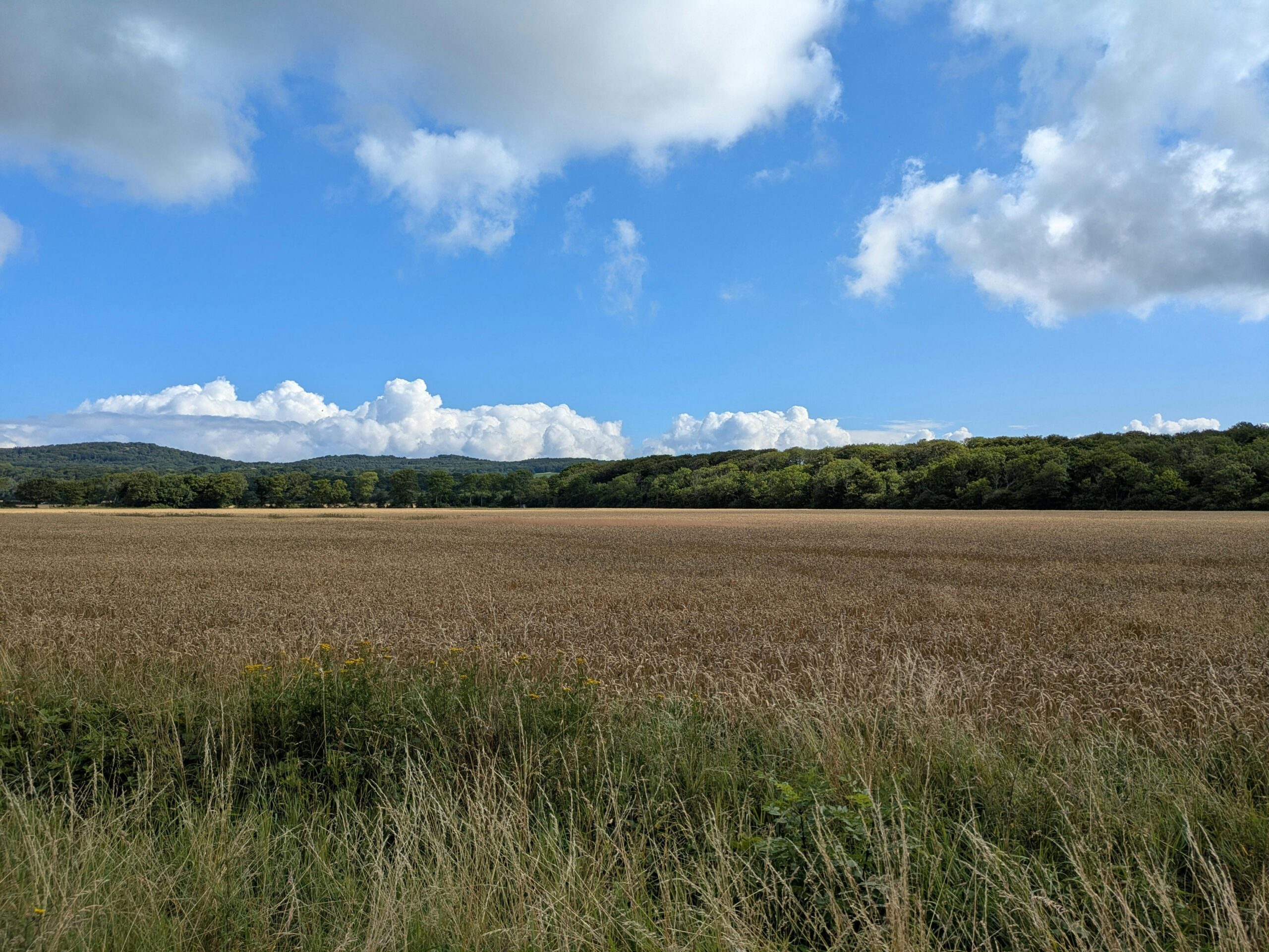 Expansive wheat field with vibrant blue sky and lush forest in the background.
