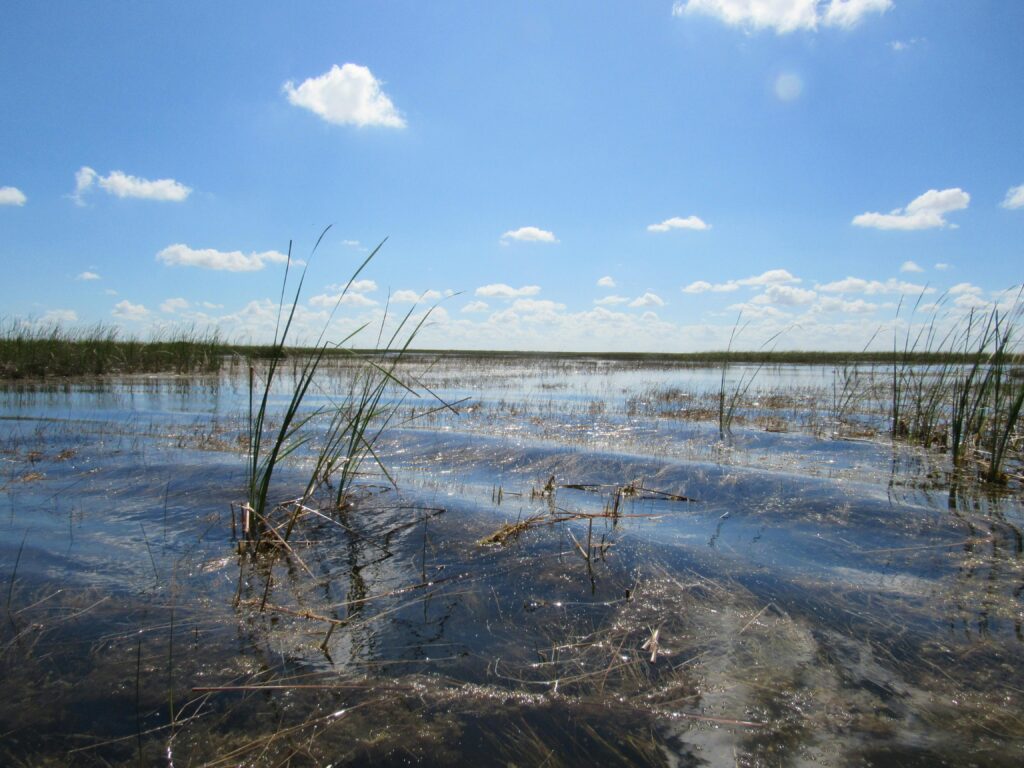 Tranquil view of the Everglades wetlands with clear blue skies and scattered clouds.