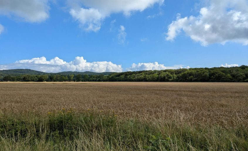 Expansive wheat field with vibrant blue sky and lush forest in the background.